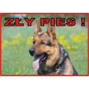 Tabliczka ostrzegawcza laminowana  - Zły pies