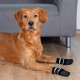 Skarpetki dla psów z gumowanymi stopkami - 2 sztuki