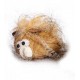 Zabawka dla kota - pluszowe myszki Dingo